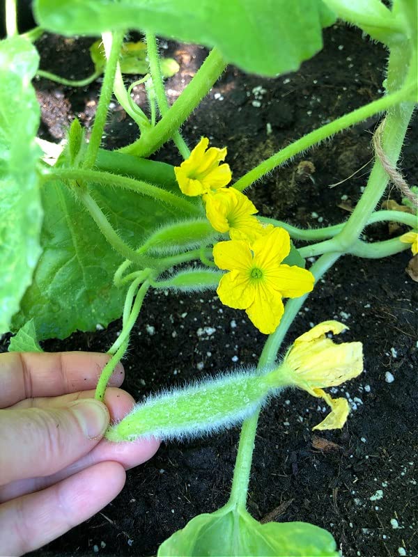 MYLAWN Armenian Long Cucumber / Snake Cucumber-A36K-120Seeds