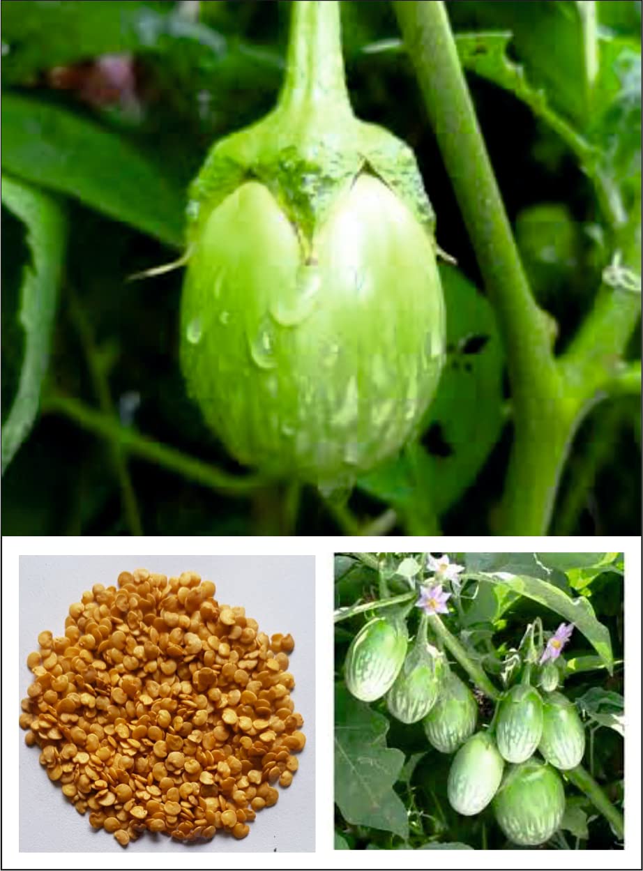 किचन गार्डन बैंगन सब्जी के लिए रश्मि ग्रीन बैंगन बीज (50 बीज का पैक)