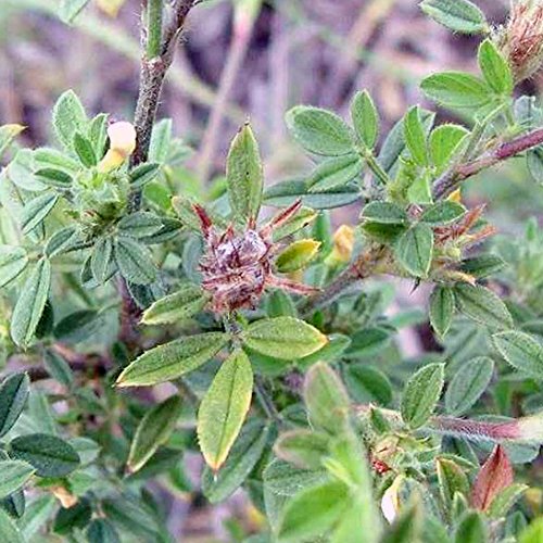 स्टाइलो बीज: सूखे में भी अपने खेत को पोषित करें
