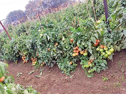 ग्रीन वर्ल्ड प्लांट ग्रोथ बूस्टर और साहो का कॉम्बो (TO-3251) हाइब्रिड टमाटर के बीज, 3500 बीज पैकिंग