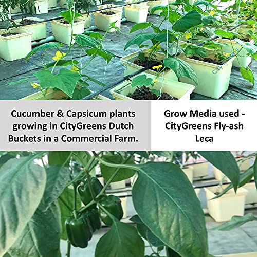 City Greens Dutch Bucket Hydroponic System Or Bato Bucket - for Vining Crops | Tomatoes | Cucumber | Pepper | Brinjal etc - Set of 5 (Colour Black).
