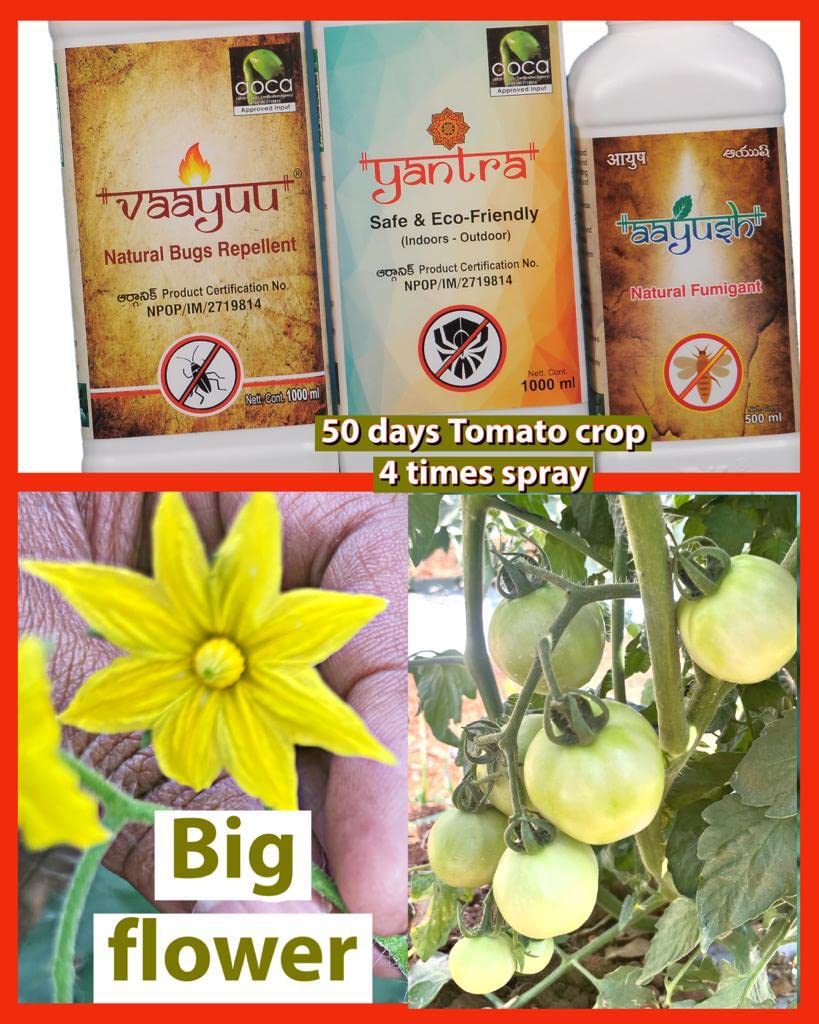 वाईके लैबोरेटरीज वायु यंत्र आयुष ब्लैक थ्रिप्स और अन्य फसल कीटों को नियंत्रित करने के लिए - 1l + 1l + 500ml