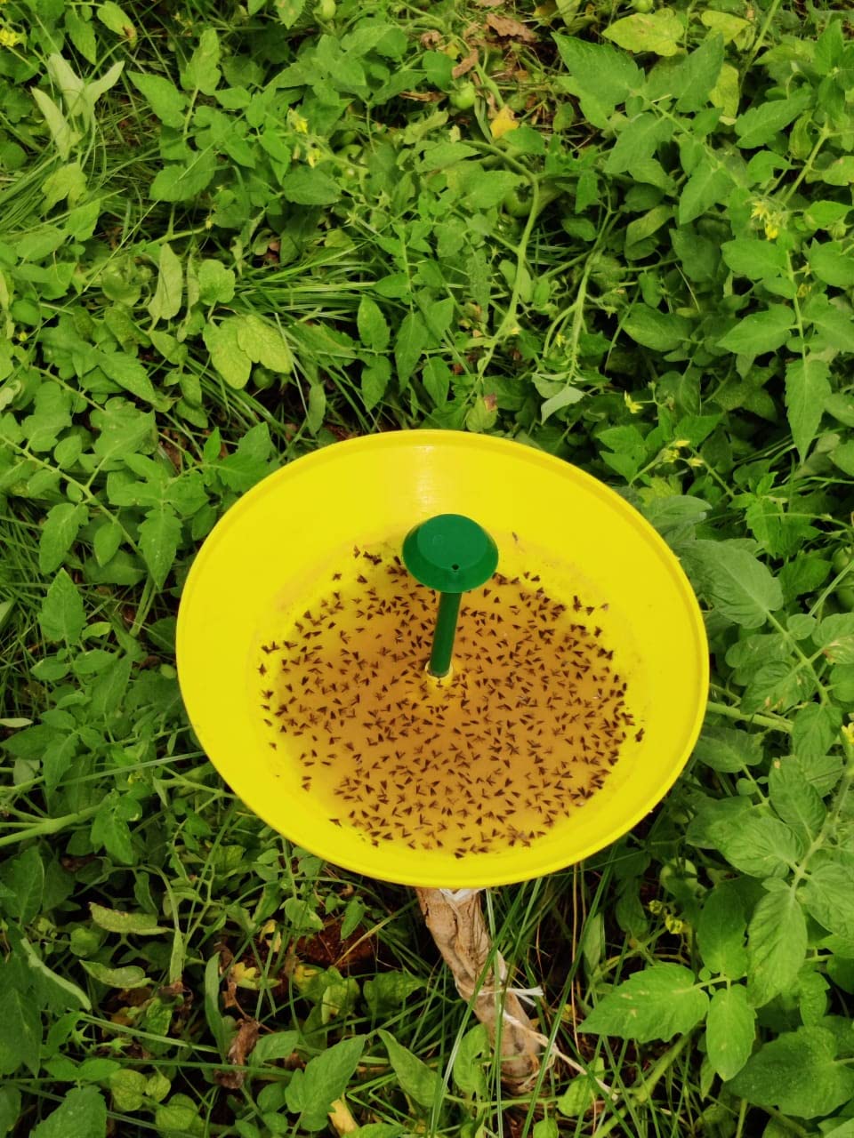 फार्मरूट टुटा एब्सोल्यूटा फेरोमोन ल्यूर (10)