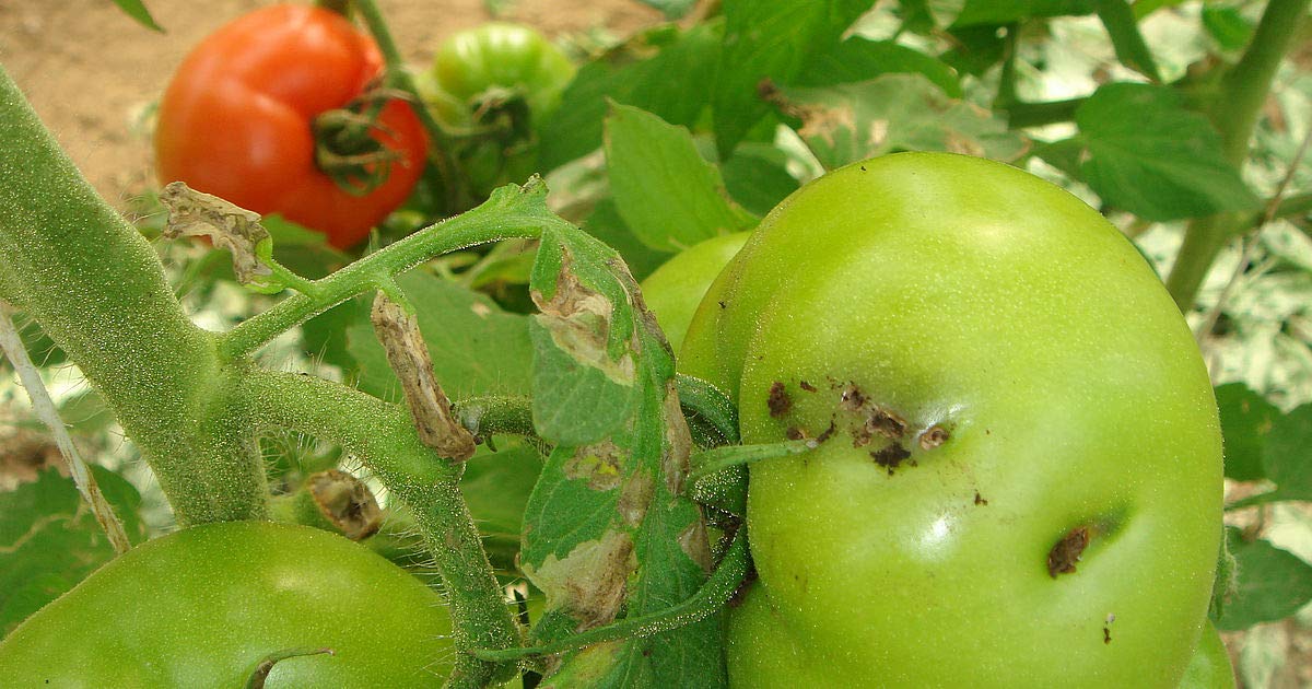 टमाटर लीफ माइनर (टुटा एब्सोल्यूटा फेरोमोन ल्यूर) के लिए फेरोमोन ल्यूर (25)