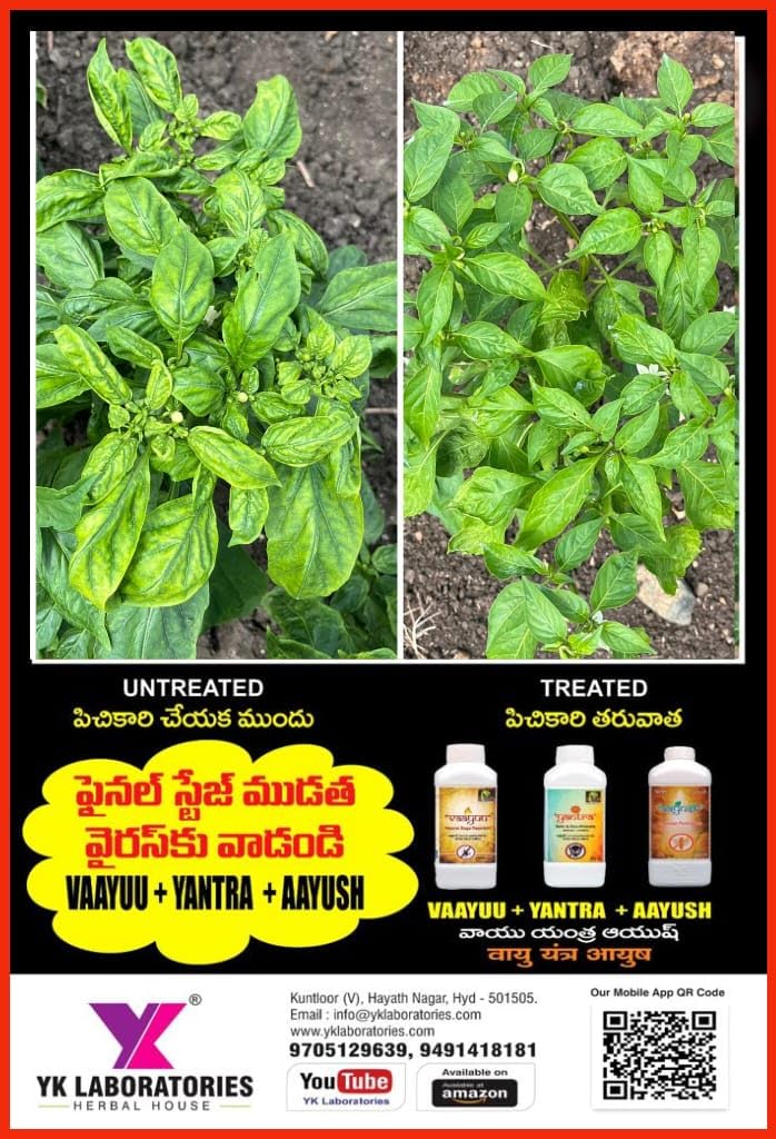 वाईके प्रयोगशालाएं ब्लैक थ्रिप नियंत्रण विशेष | वायु यंत्र आयुष (1L+1L+500ml) फसल कीट ब्लैक थ्रिप्स के लिए पैक