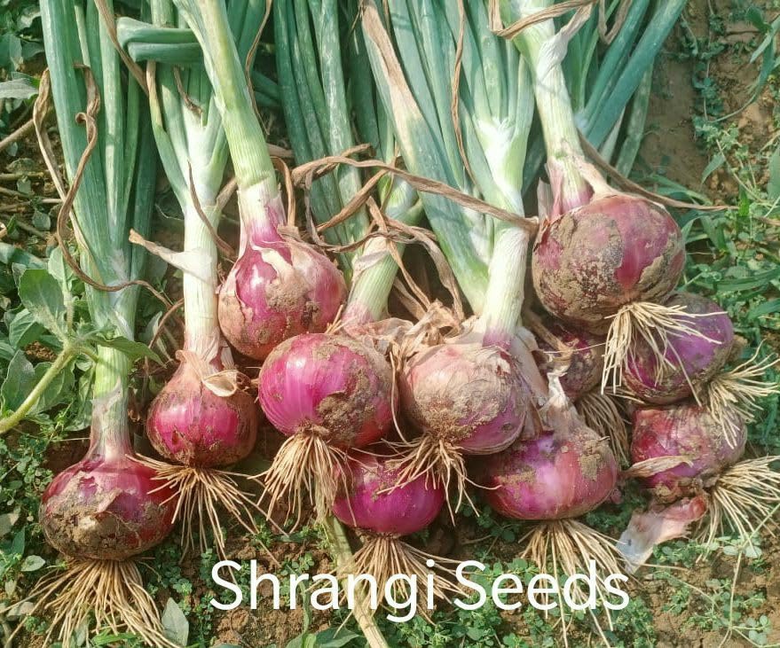onion seeds online
