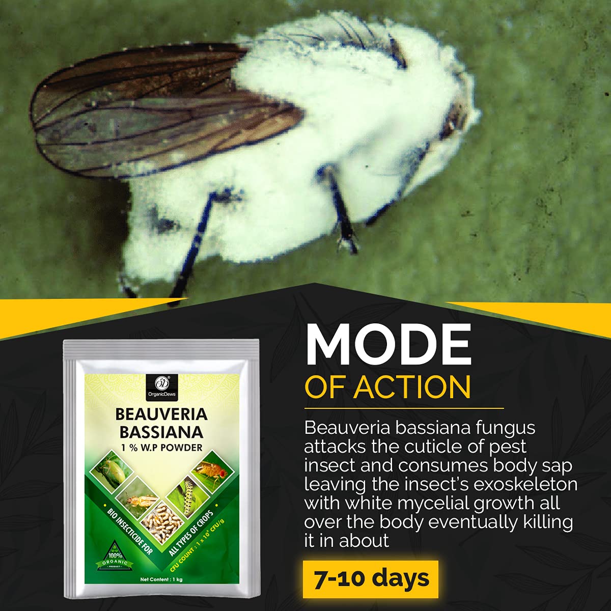 OrganicDews Beauveria bassiana(1 Kg) + Verticillum lecanii(1 Kg) + Metarhizium anisopliae(1 Kg) Bio for Plants - Against Aphids, Thrips, Caterpillars, Stem & Fruit Borer, Rhinoceros Beetle 1 kg