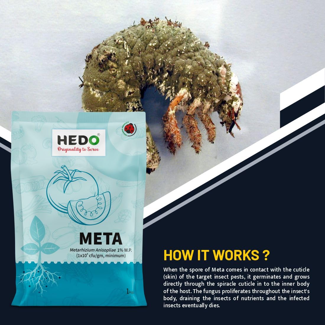 HEDO मेटारिज़ियम एनिसोप्लिए (1x10^8 CFU/gm) बायो-ऑर्गेनिक (1kg) पौधों के लिए सभी बीटल, वीविल, व्हाइट ग्रब, एफिड्स, थ्रिप्स को नियंत्रित करने के लिए