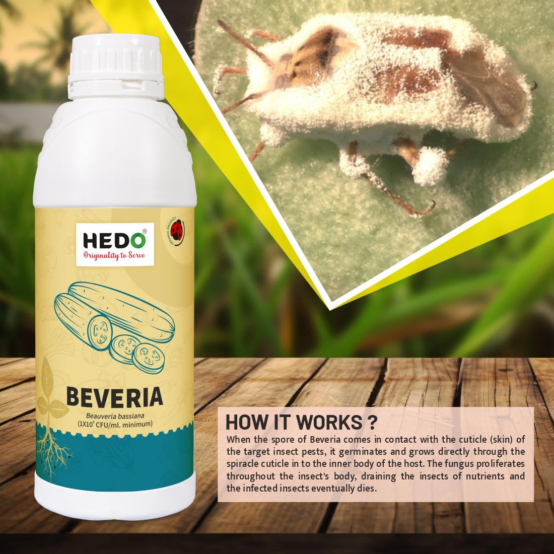HEDO ब्यूवेरिया बेसियाना लिक्विड (1X10^8 CFU/Ml) बायो-ऑर्गेनिक (1L) पौधों के लिए एफिड्स, थ्रिप्स और व्हाइटफ़्लाइज़ को नियंत्रित करने के लिए