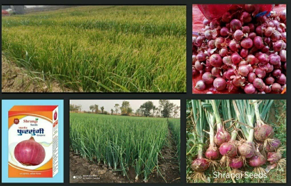 red onion seeds