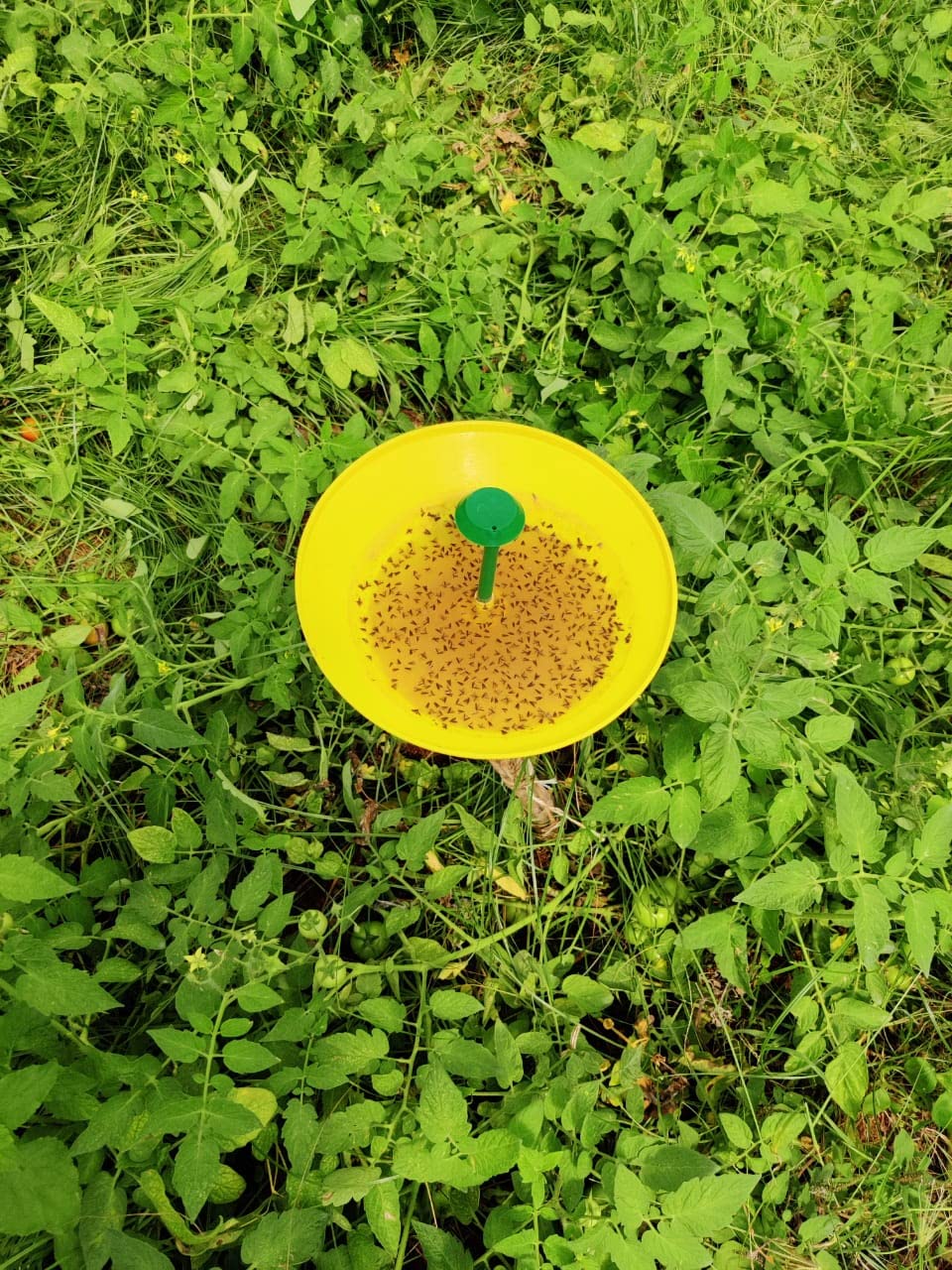 water trap use with tuta absoluta