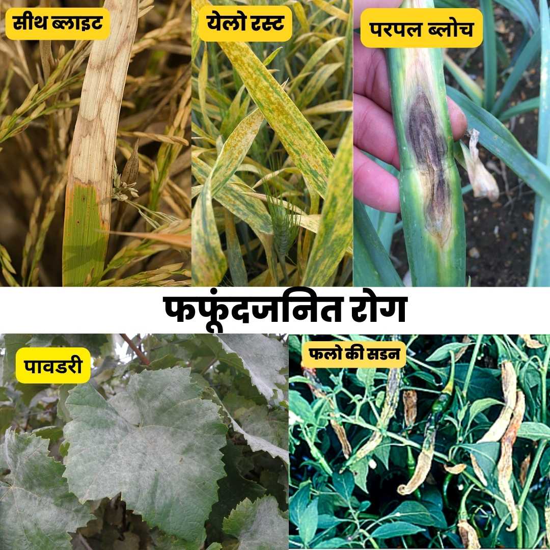 एक और एक "ग्यारह!"