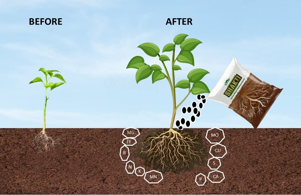 All about Mycorrhizae, for Indian farmers!