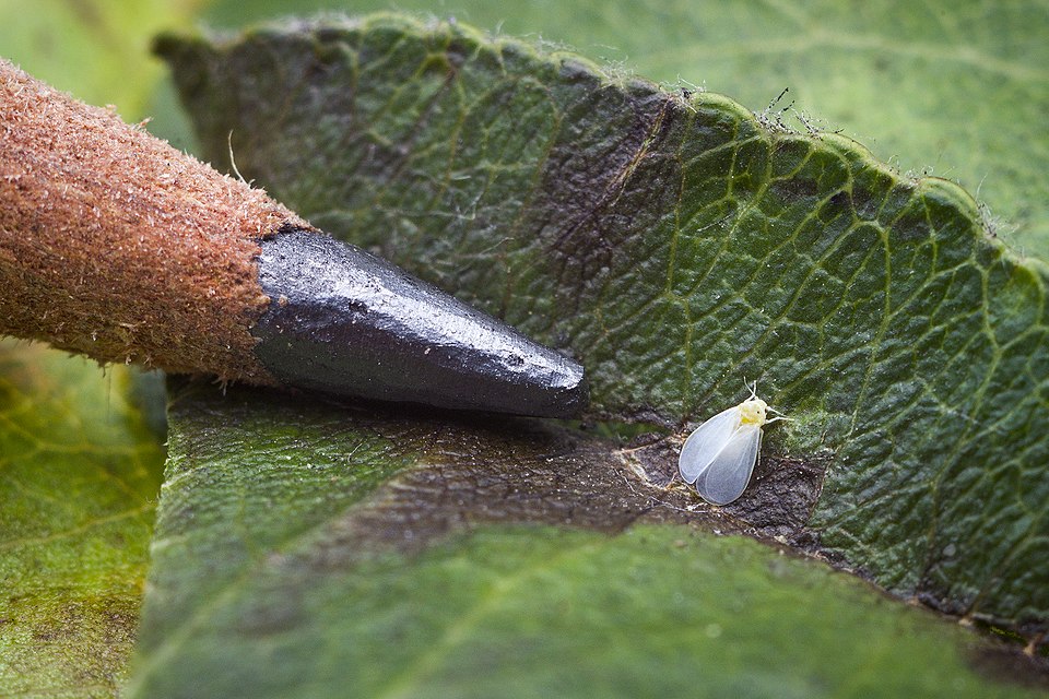 Answering Frequently Asked Questions on White fly for Farmer Community.