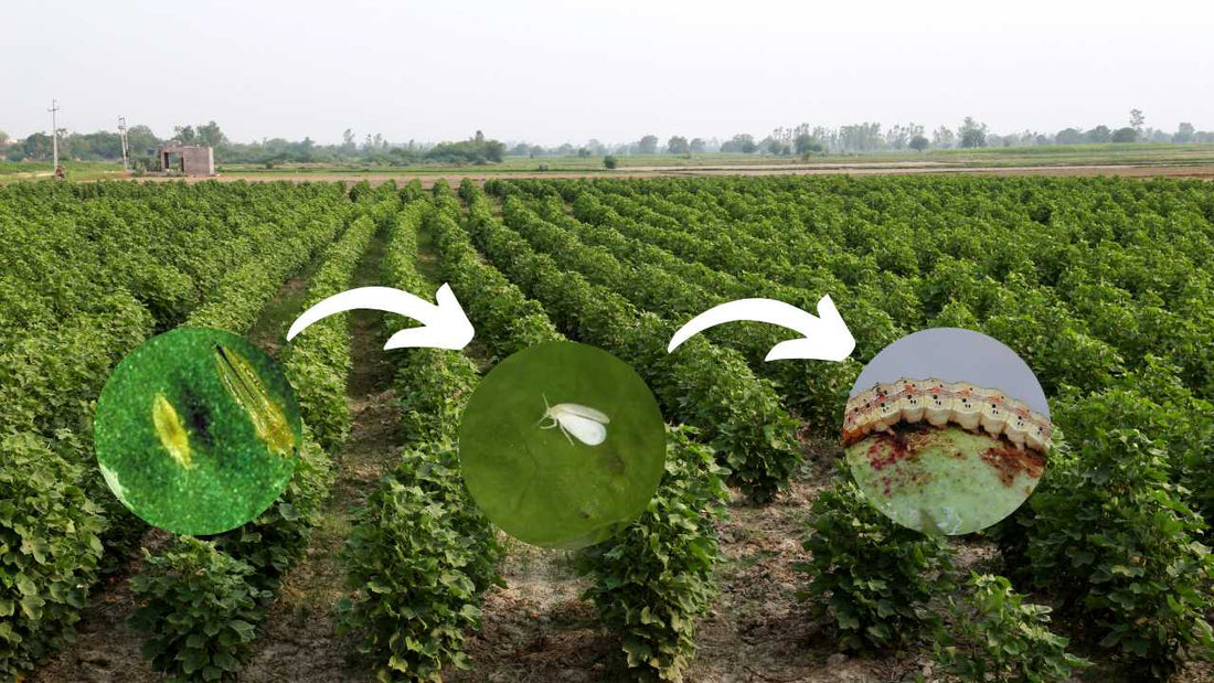 Pest of cotton TNAU