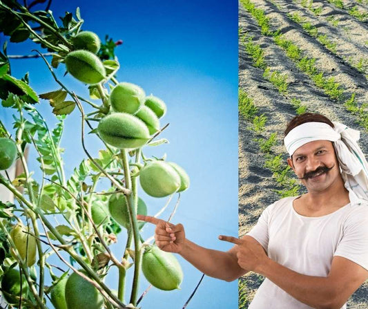 हरभरा एकात्मिक अन्नद्रव्य व्यवस्थापन