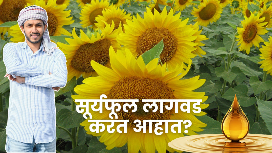 Sunflower management schedule