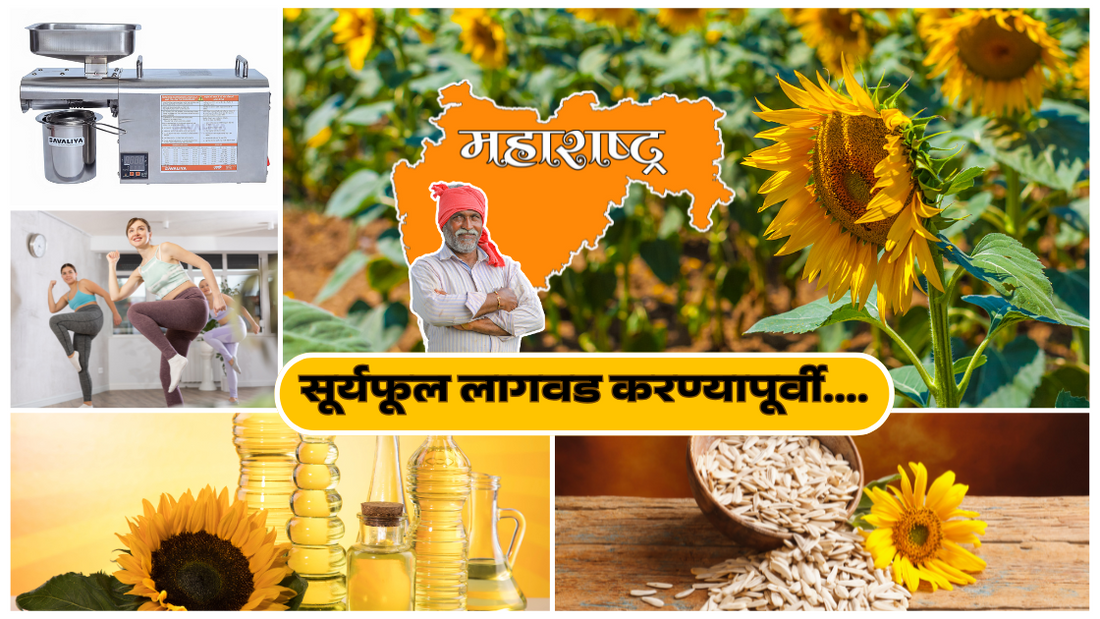 sunflower cultivation in India