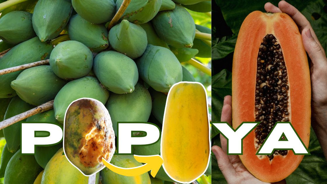 papaya farming in India