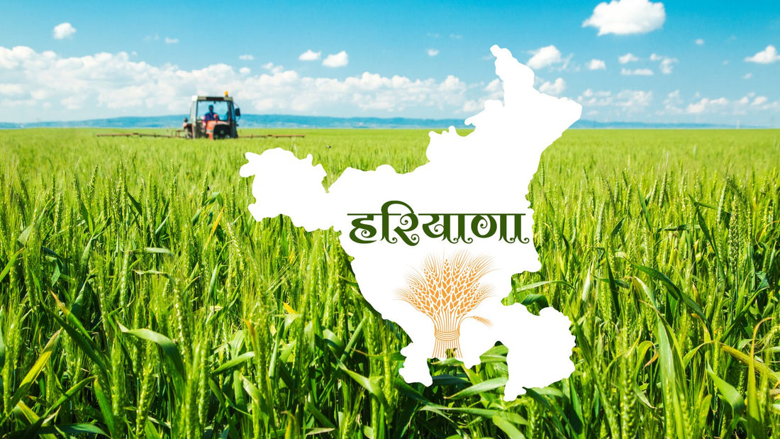 Haryana's Wheat Harvest: Sustaining High Yields and Securing Farmer Prosperity