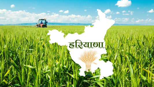 Haryana's Wheat Harvest: Sustaining High Yields and Securing Farmer Prosperity