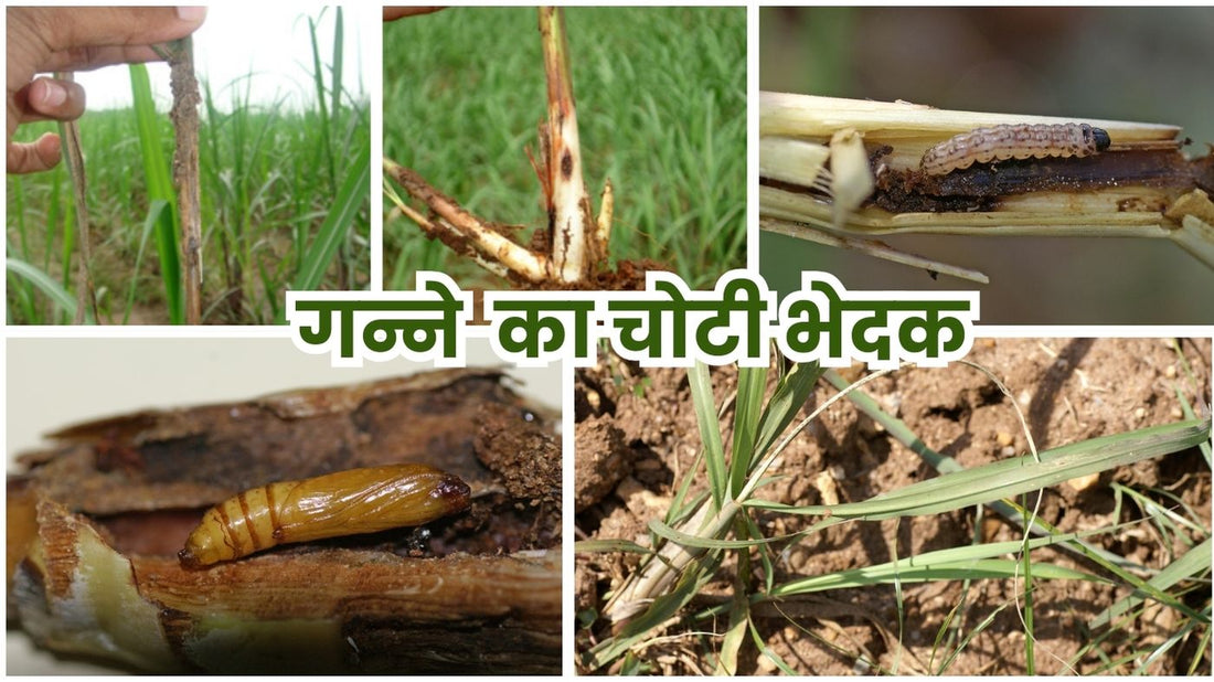 Early Shoot Borer: A Threat to India's Sugarcane and How to Combat It