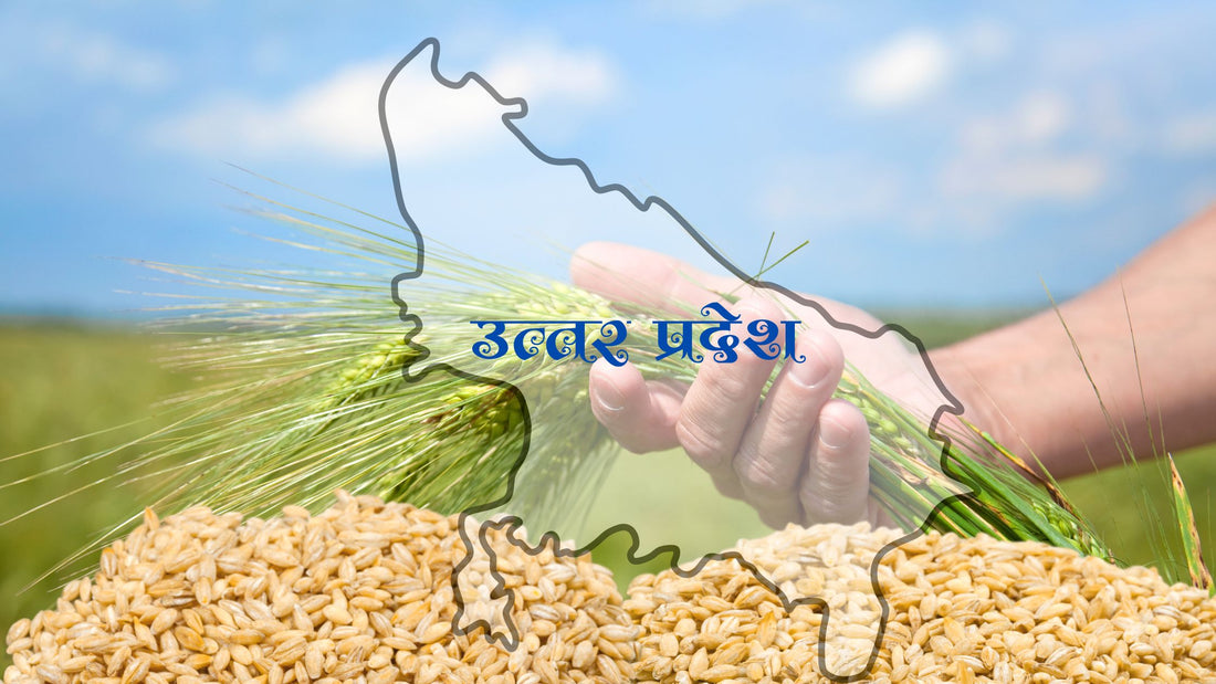 Boosting Wheat Yields in Uttar Pradesh: A Comparative Perspective and Roadmap to Higher Income