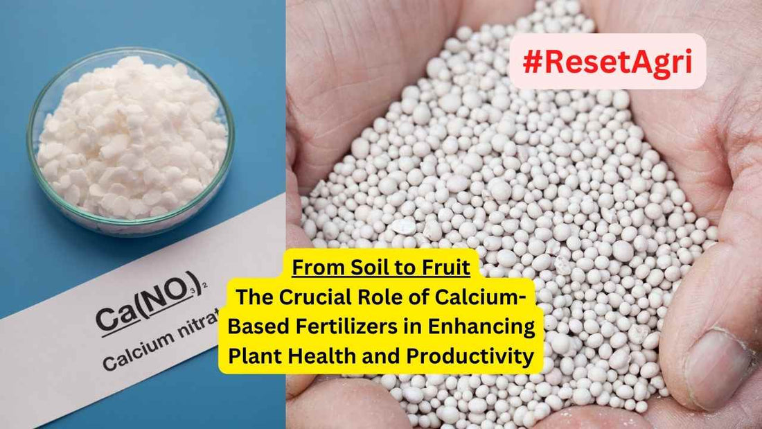 From Soil to Fruit The Crucial Role of Calcium-Based Fertilizers in Enhancing Plant Health and Productivity