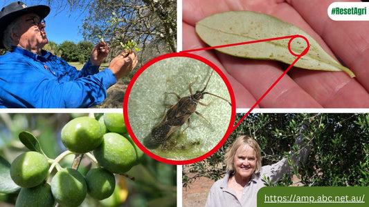 olive lace bug