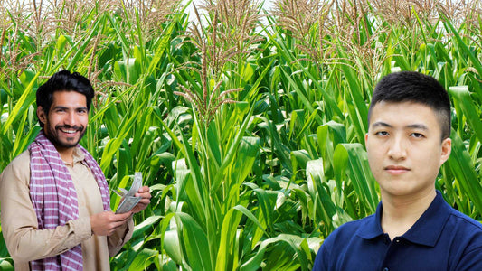 chinese maize cultivation method for indian farmers