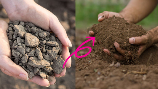 Soil Degradation in India: Why Simply Adding Manure Isn't Enough