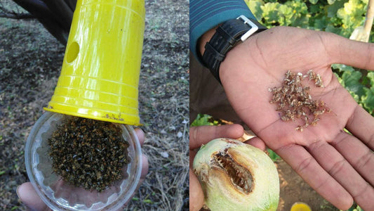 Musk Melon Farmers: Are Fruit Flies Ruining Your Harvest?