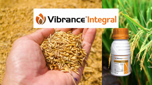 Why Rice Seed Treatment Matters: Vibrance Integral as a Powerful Solution