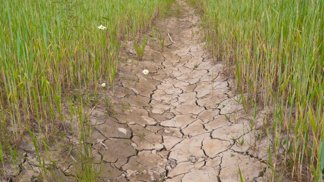 Major Droughts in India After Independence