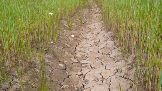 Major Droughts in India After Independence