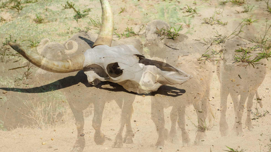 The Devastating Effects of Droughts on Cattle and Animal Husbandry in India