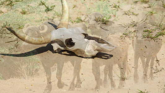 The Devastating Effects of Droughts on Cattle and Animal Husbandry in India