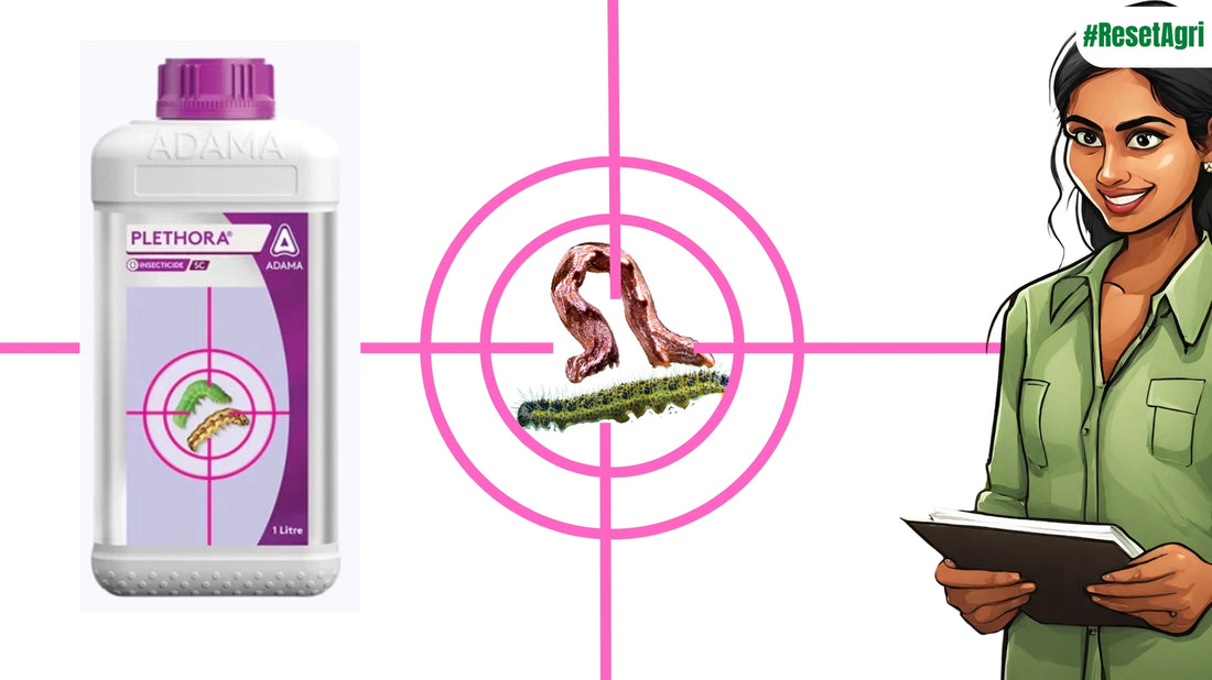 plethora uses