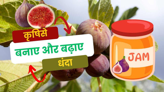 From Engineer to Fig Maverick: Sameer Dombe's Agricultural Triumph
