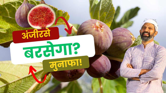 High-Density Fig Farming Success Story in Dhule, Maharashtra