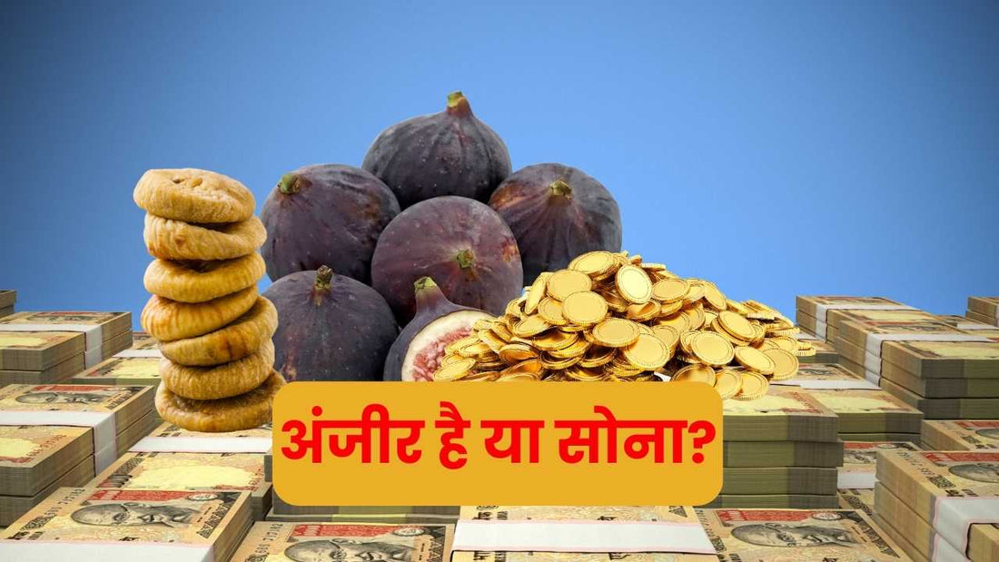 अंजीर की खेती: अलौदीन के जिन से भी बेहतर मुनाफा