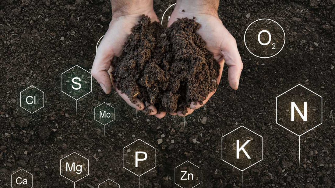 Keeping your soil happy and fluffy for strong roots!