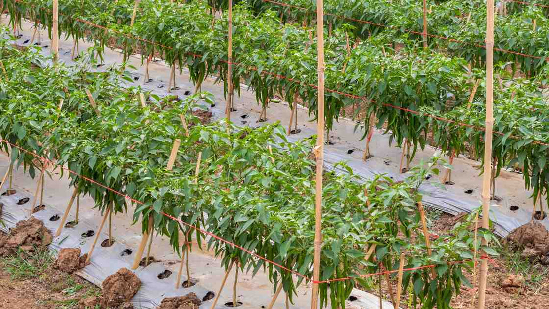 Pest Management Strategies for Chilli Crop Cultivation in India