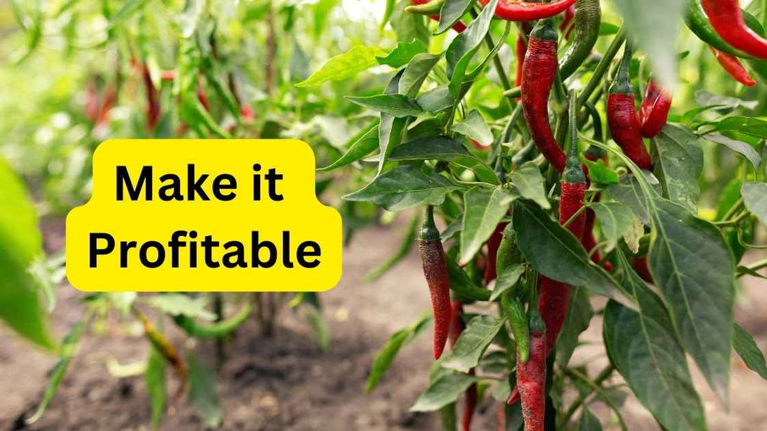 Spicing Up the World: The Challenges and Rewards of Chilli Farming in India