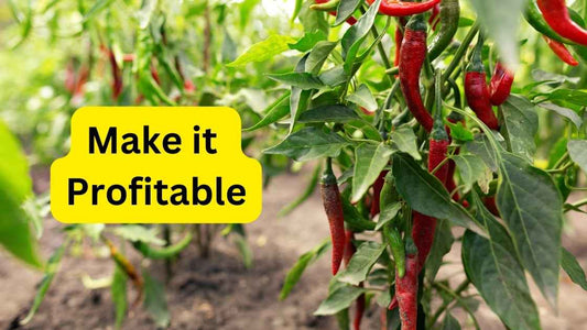 Spicing Up the World: The Challenges and Rewards of Chilli Farming in India