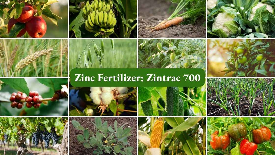 Boost Your Plant Growth with Zinc Fertilizers: The Ultimate Guide to Zinc and its Benefits