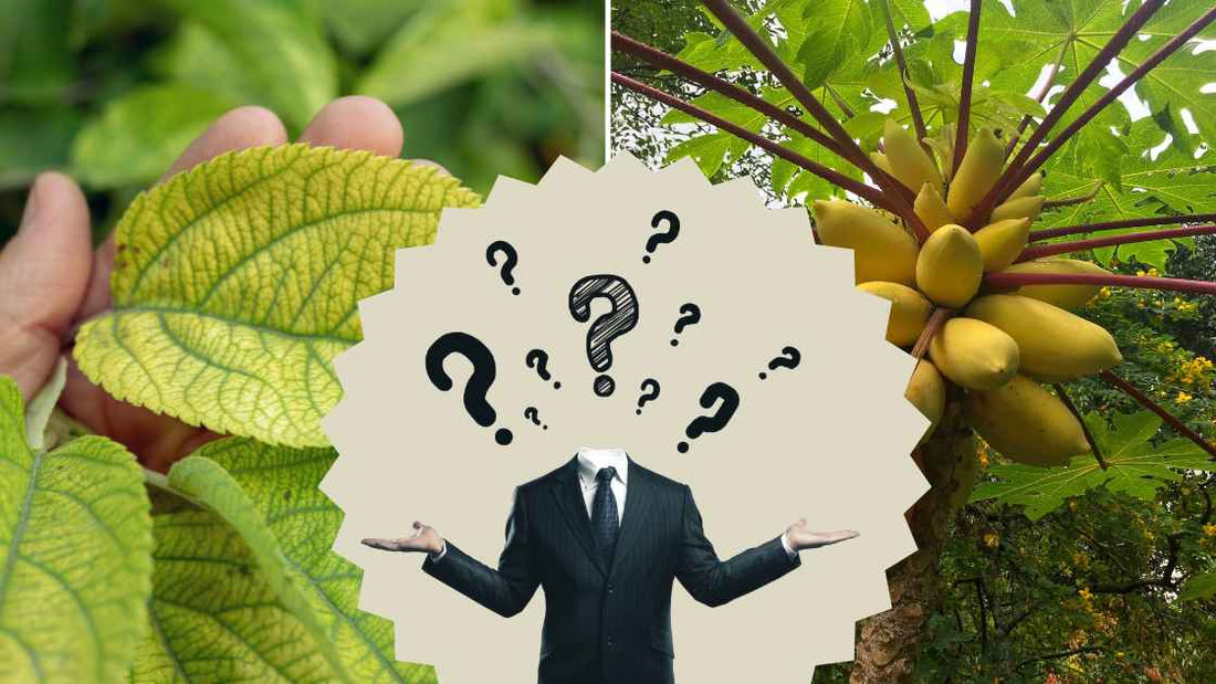 How to differentiate viral disease and fungal disease in crops?