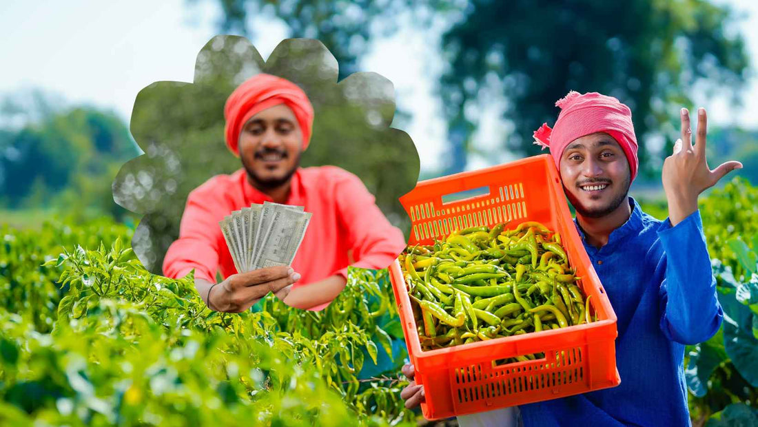 Enhancing Chili Farming in India: Overcoming Challenges for Better Yields