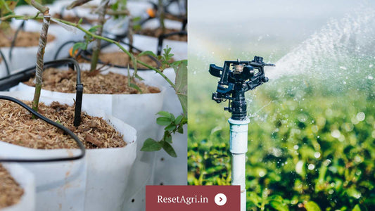Rain gun or drip irrigation? Choose what is suits your farm!