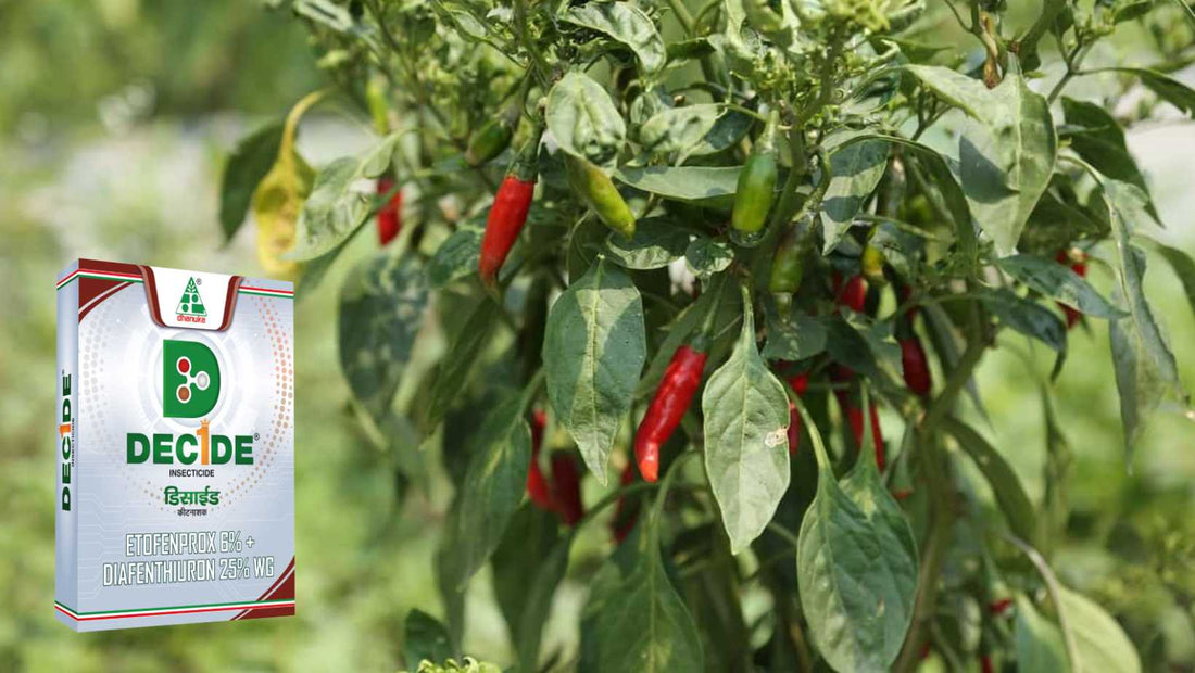 Unleash the Power of DECIDE for Thriving Chilli Crops!